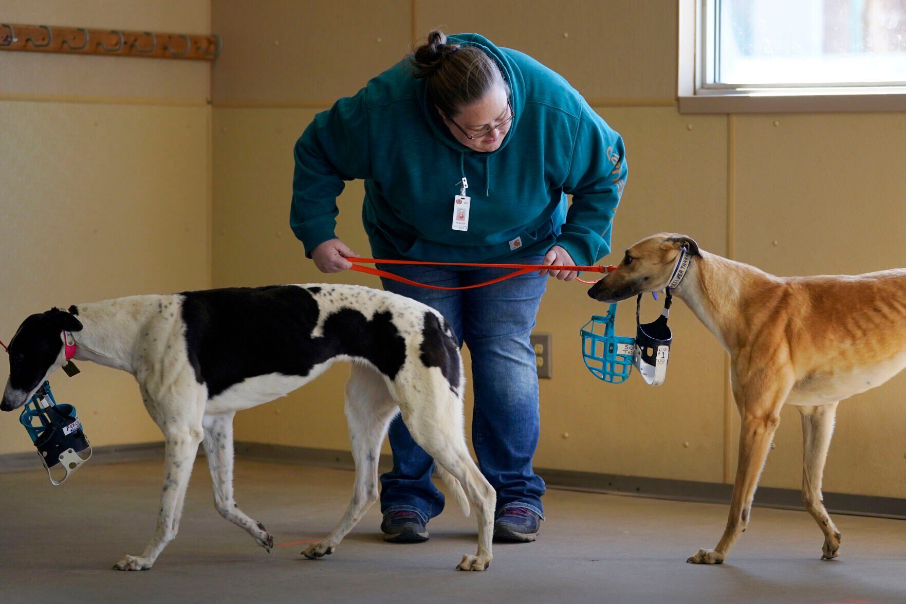 Greyhound Racing